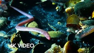 Video post by @bbcearth on YouTube