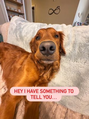 Image post by @petsmart on Instagram