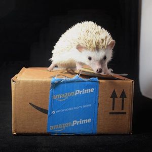 Image post by @amazon on Instagram