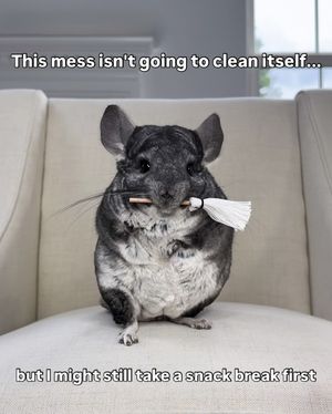 Image post by @phillychinchilly on Instagram