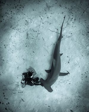 Image post by @discovery on Instagram