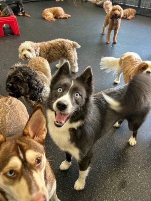 Image post by @tux_the_blue_pomsky on Instagram