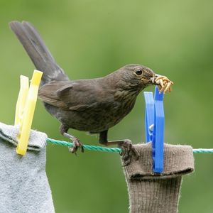 Image post by @rspb on Instagram
