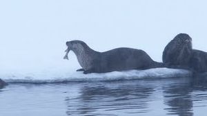 Video post by @bbcearth on YouTube
