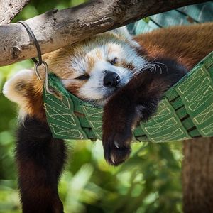 Image post by @sandiegozoo on Instagram