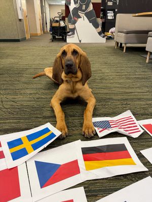 Image post by @mnwildpup on Twitter