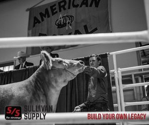 Image post by @american_royal on Instagram