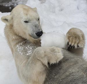 Image post by @sandiegozoo on Instagram