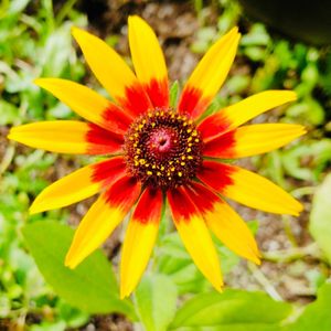 Image post by @kidsgardening on Instagram