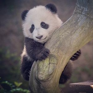 Image post by @sandiegozoo on Instagram