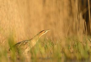 Image post by @rspb on Instagram