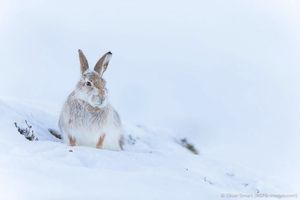 Image post by @rspb on Instagram