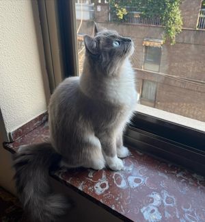 Image post by @brunrik.and.pyrene.ragdolls on Instagram