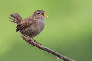 Image post by @rspb on Instagram