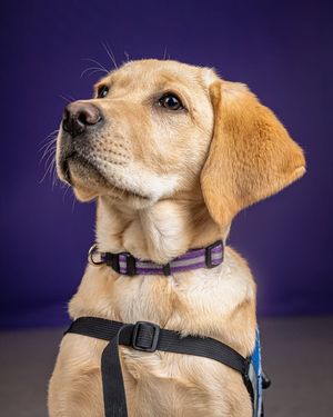Image post by @kstate on Facebook