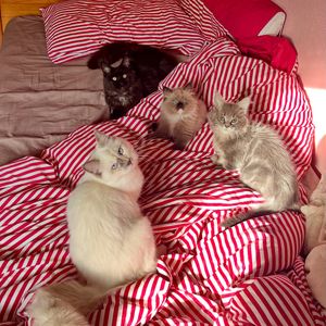 Image post by @brunrik.and.pyrene.ragdolls on Instagram