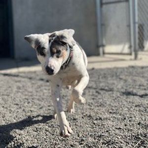 Image post by @whitmanpets on Instagram