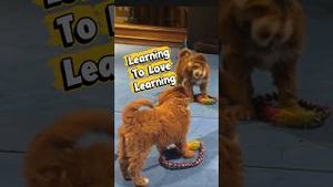 Video post by @dogsthat on YouTube