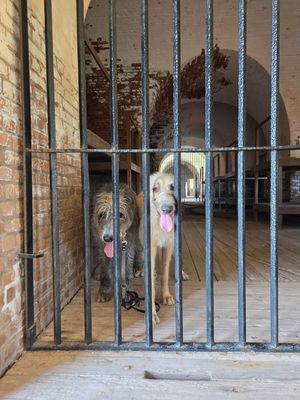 Image post by @thesavannahwolfhound on Instagram