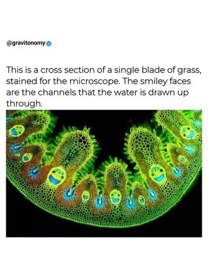 Image post by @gravitonomy on Instagram