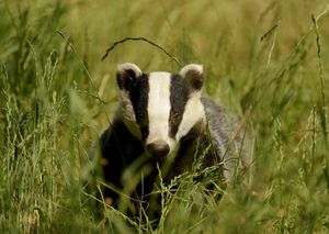 Image post by @rspb on Instagram