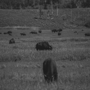 Image post by @joshellenburg on Instagram