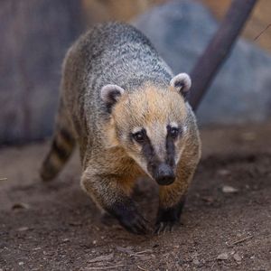 Image post by @sandiegozoo on Instagram