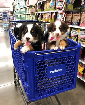 Image post by @PetSmart on Twitter