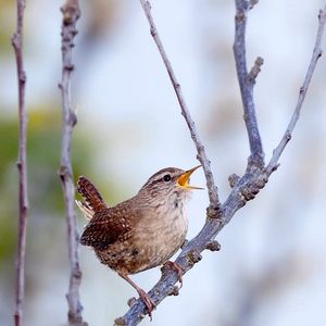 Image post by @rspb on Instagram