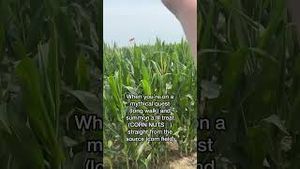Video post by @cornnutsbrand on YouTube