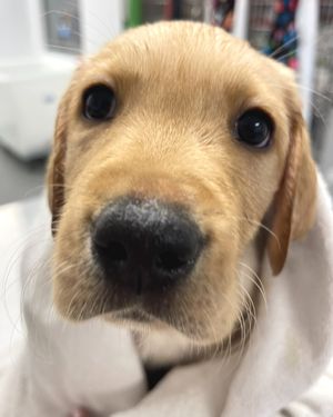Image post by @canineorg on Instagram