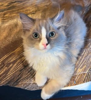 Image post by @brunrik.and.pyrene.ragdolls on Instagram