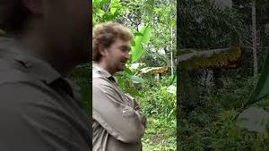 Video post by @bbcearth on YouTube