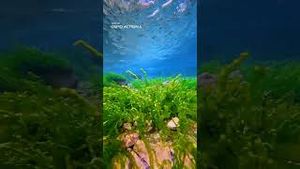 Video post by @dji on YouTube