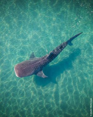 Image post by @oceana on Instagram
