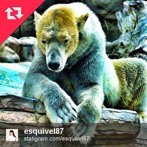 Image post by @sandiegozoo on Instagram