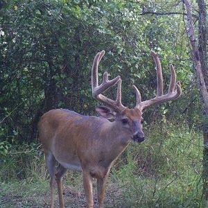 Image post by @okwildlifedept on Instagram
