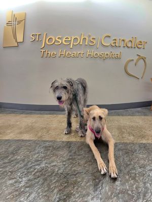 Image post by @thesavannahwolfhound on Instagram