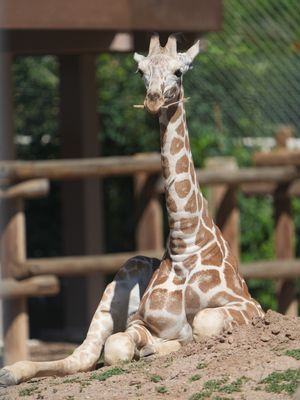 Image post by @denverzoo on Instagram