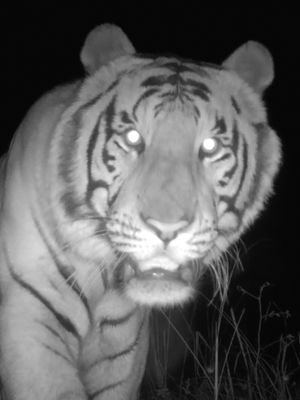 Video post by @bbcearth on TikTok