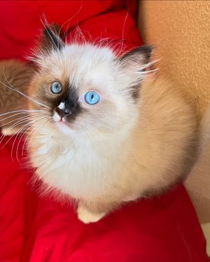 Image post by @brunrik.and.pyrene.ragdolls on Instagram