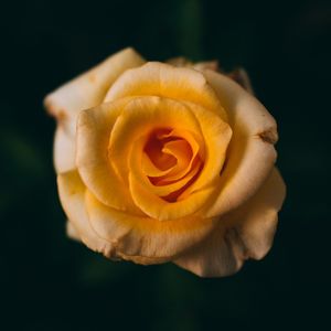 Image post by @xrprelic on Instagram