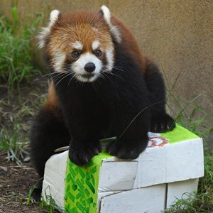 Image post by @sandiegozoo on Instagram
