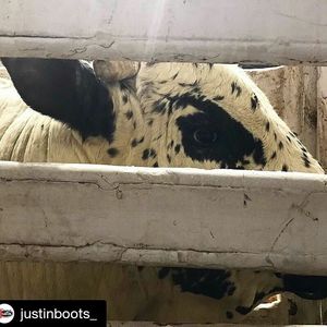 Image post by @prca_prorodeo on Instagram