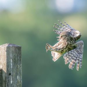 Image post by @rspb on Instagram