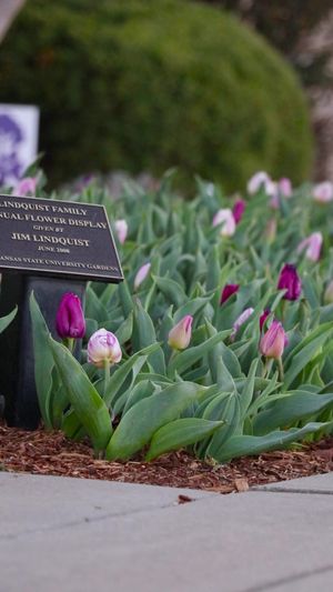 Video post by @kstateofficial on TikTok