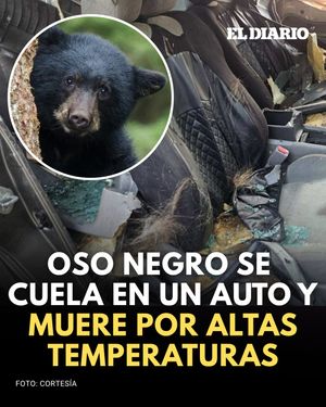 Image post by @eldiariony on Instagram
