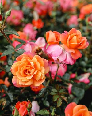 Image post by @rogersgardens on Instagram