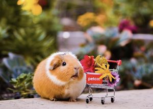 Image post by @petco on Instagram
