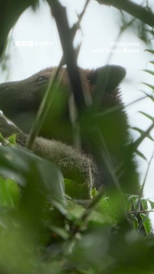 Video post by @bbcearth on TikTok